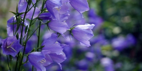 Cvijeće slično zvonima: fotografije i imena, zatvoreno, vrtno